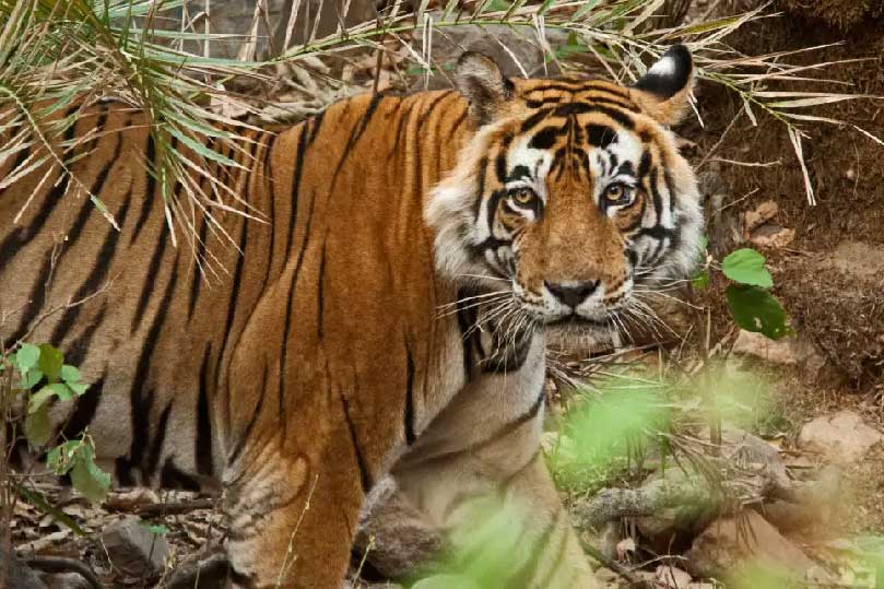 Land of Tigers: Ranthambore and Sariska