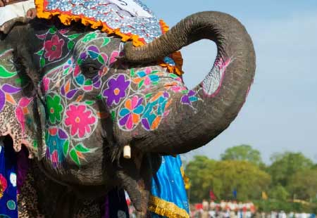 Elephant Festival