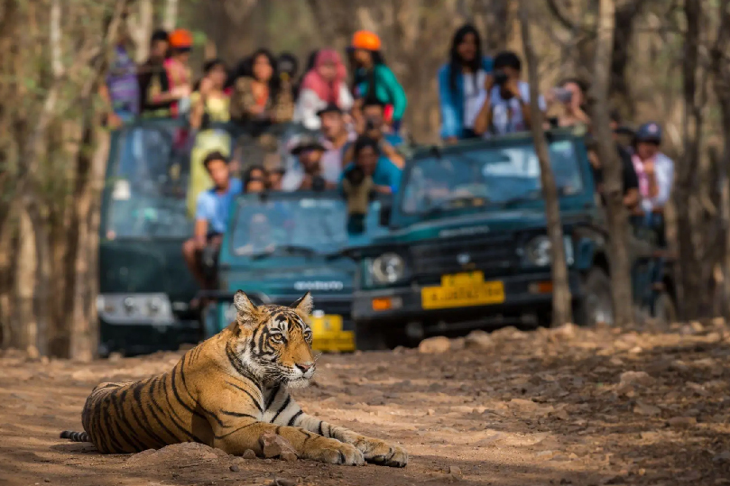 Golden Triangle with Tiger Safari